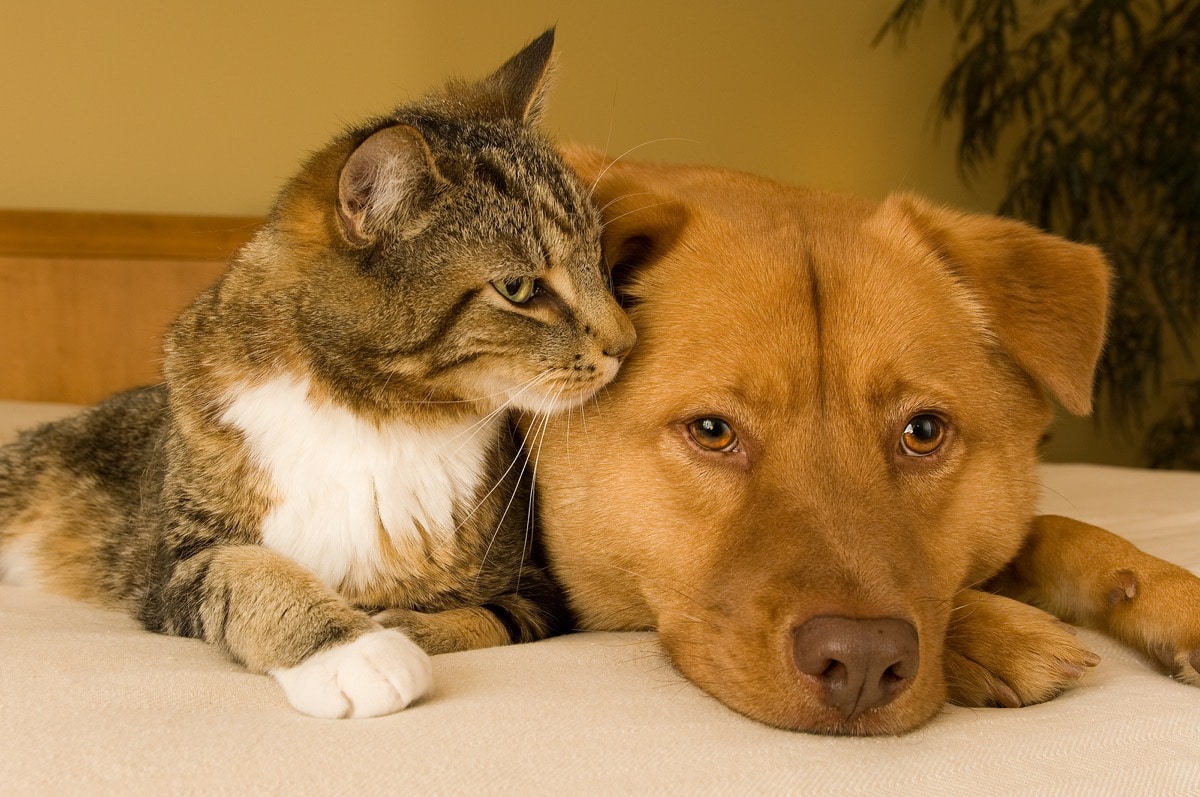 Cat and Dog