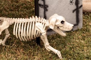 Day of the Dead - Dog skeleton